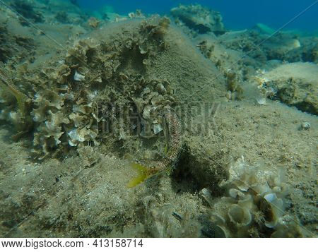 Striped Red Mullet Or Surmullet (mullus Surmuletus) Undersea, Aegean Sea, Greece, Halkidiki
