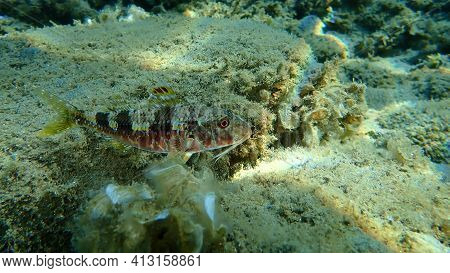 Striped Red Mullet Or Surmullet (mullus Surmuletus) Undersea, Aegean Sea, Greece, Halkidiki