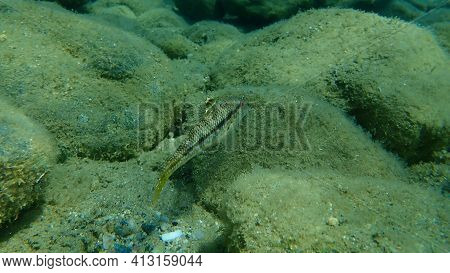Striped Red Mullet Or Surmullet (mullus Surmuletus) Undersea, Aegean Sea, Greece, Halkidiki