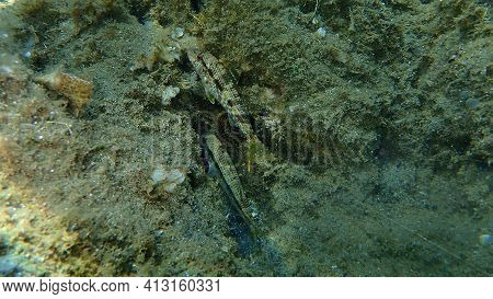 Striped Red Mullet Or Surmullet (mullus Surmuletus) Undersea, Aegean Sea, Greece, Halkidiki