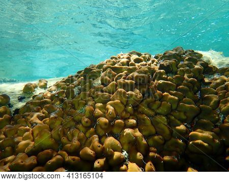 Сhicken Liver Sponge Or Caribbean Chicken-liver Sponge (chondrilla Nucula) Undersea, Aegean Sea, Gre
