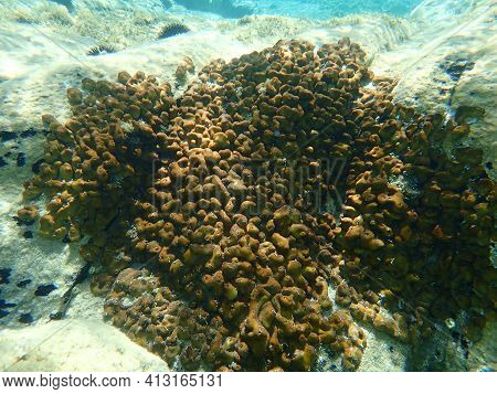 Сhicken Liver Sponge Or Caribbean Chicken-liver Sponge (chondrilla Nucula) Undersea, Aegean Sea, Gre