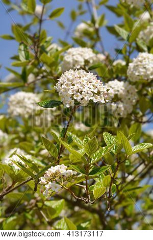 Korean Spice Viburnum White Flowers - Latin Name - Viburnum Carlesii
