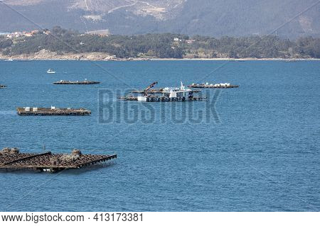 Mussel Boat Sailing Between Mussel Wood Platform Called Batea. Marine Landscape. Rias Baixas, Galici