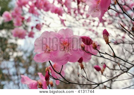 사쿠라