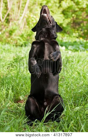 Sort Labrador Retriever
