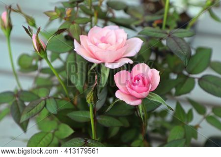 A Potted Mini Pink Rose In Bloom.
