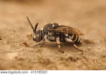 Close Up Of The Cleptoparasitic Cuckoo Bee , Thyreus Histrionicus In Gard, France