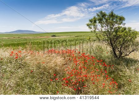Mohn im Feld