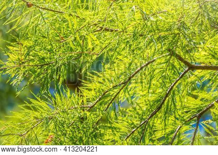 Leaves And Cones Of A Cypress Evergreen. Dense Cypress Branches With Needles And Fruits. Bald Cypres