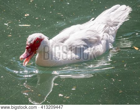 White Duck With Red Head, The Muscovy Duck, Swims In The Pond. The Muscovy Duck, Lat. Cairina Moscha