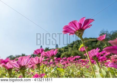 pink cosmos flowers farm under blue sky in the outdoor