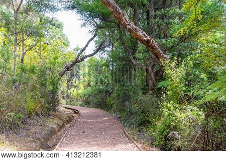 Kaitoke Hot Springs Track Formed Between Arching Manuka Trees.