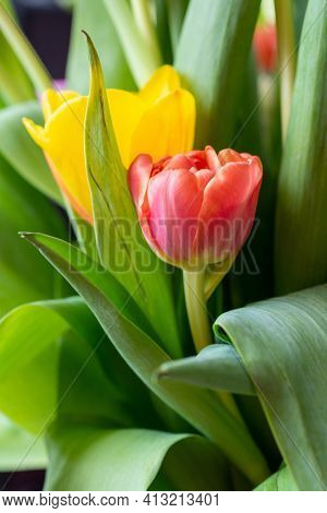 Red Tulip Close-up Among Other Blossoming Flowers In A Bouquet. Suitable For Postcards, Greetings Fo