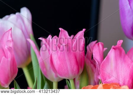 Pink Tulip Cultivar With Many Petals Macro Photography On A Pink Background Of Other Tulips. For Con