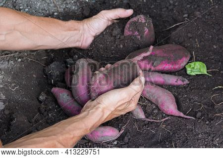 Woman's Hands Harvesting Sweet Potatoes In The Garden