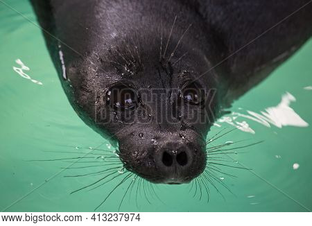 Baikal Seal Or Nerpa Endemic Of Lake Baikal Looking At The Camera With Huge Clever Eyes