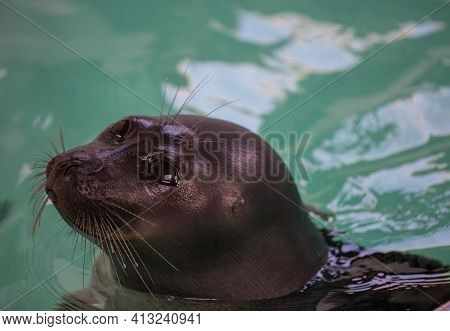 Baikal Seal Or Nerpa Endemic Of Lake Baikal Looking At The Camera With Huge Clever Eyes