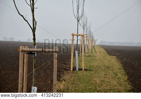 Planting Of A New Windbreak In Field, Bio Corridor, Alley Of Ash Trees. Fixed To The Poles And Fence