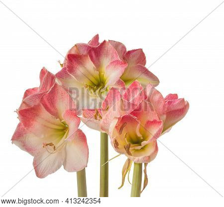 Flower Pink And White Hippeastrum (amaryllis) Galaxy Group 