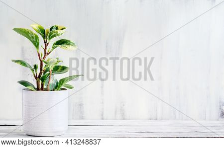Potted Peperomia Obtusifolia Variegata, Variegated Baby Rubber Plant Or Radiator Plant Houseplant Ov