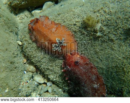 Underwater Mating. Sea Slug Redbrown Nudibranch Or Redbrown Leathery Doris (platydoris Argo) Underse