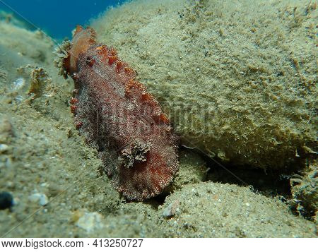 Underwater Mating. Sea Slug Redbrown Nudibranch Or Redbrown Leathery Doris (platydoris Argo) Underse