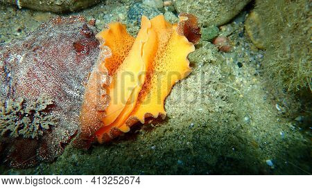 After Uderwater Mating. Sea Slug Redbrown Nudibranch Or Redbrown Leathery Doris (platydoris Argo) Un