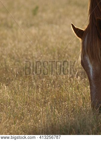 An Abstract Shot Of A Horse Grazing With Lots Of Black Space For Text.