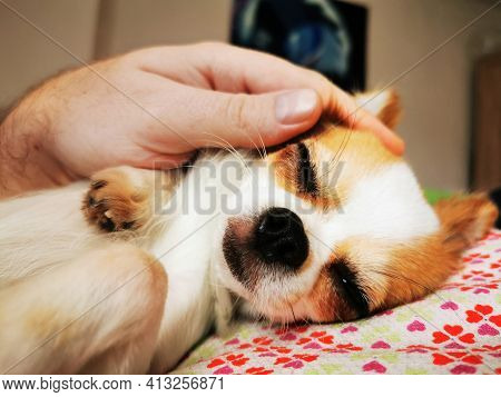 Chihuahua Violka Is Resting At Her Sweet Home