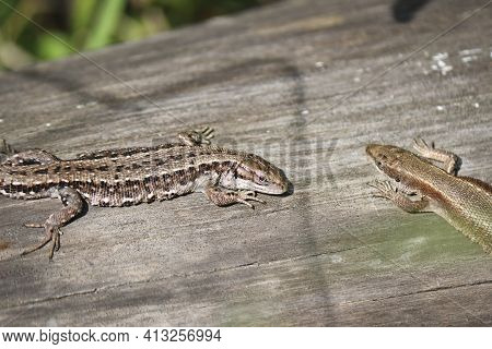 Two Viviparous Lizards (zootoca Vivipara) Sit On An Old Dry Log And Bask In The Sun. Polymorphism Of