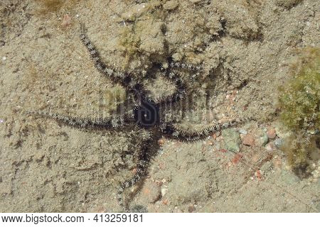 Black Sea Star On The Beach From Egypt