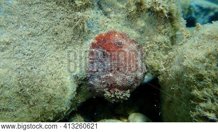 Sea Slug Redbrown Nudibranch Or Redbrown Leathery Doris (platydoris Argo) Undersea, Aegean Sea, Gree