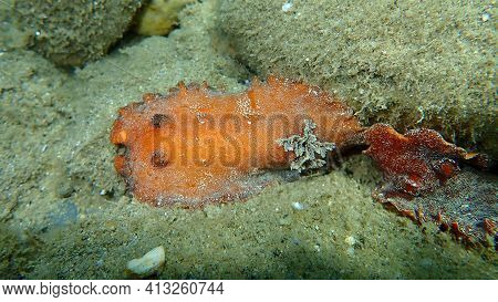 Sea Slug Redbrown Nudibranch Or Redbrown Leathery Doris (platydoris Argo) Undersea, Aegean Sea, Gree