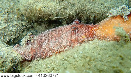 Sea Slug Redbrown Nudibranch Or Redbrown Leathery Doris (platydoris Argo) Undersea, Aegean Sea, Gree