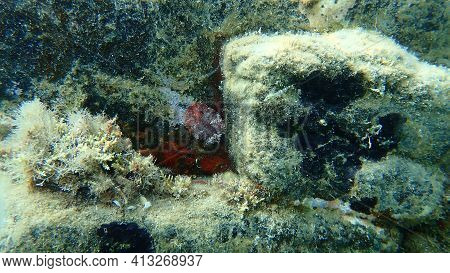 Sea Slug Redbrown Nudibranch Or Redbrown Leathery Doris (platydoris Argo) Undersea, Aegean Sea, Gree