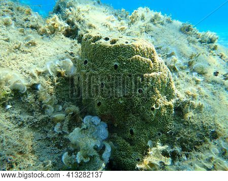 Sea Sponge Stinking Sponge (sarcotragus Sp. Fasciculatus Var.) Undersea, Aegean Sea, Greece, Halkidi