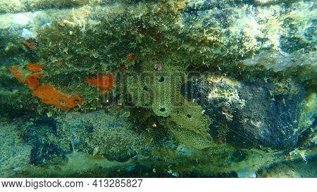 Oyster Sponge Or Orange-red Encrusting Sponge (crambe Crambe), Stinker Sponge (ircinia Variabilis) A