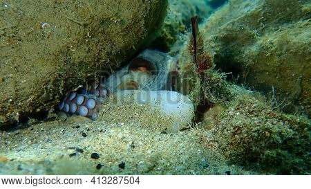 Seashell Of A Sea Snail Purple Dye Murex Or Spiny Dye-murex (bolinus Brandaris, Originally Called Mu