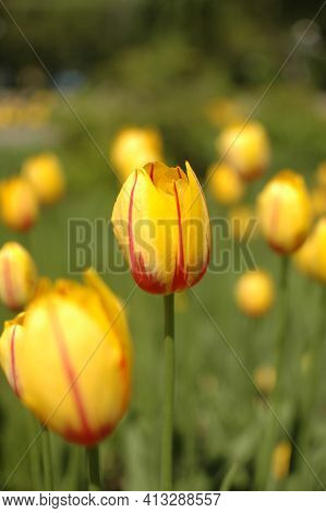 Yellow Tulips With Red Veins On The Flower Beds In The Park. Yellow Tulips Close-up.