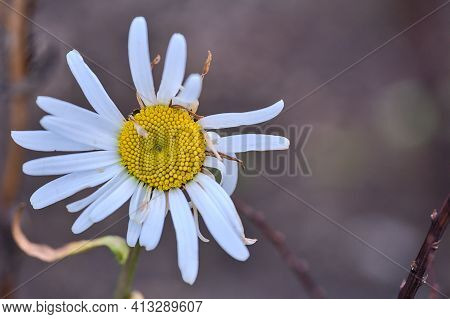 Beautiful Closeup View Of Single Old Mayweed (chamomile) Flower From The Last Year Still In A Good S