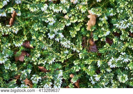 Beautiful Spring Background Of Mediterranean White Heath Flowers (erica Arborea) With Green Needle-l