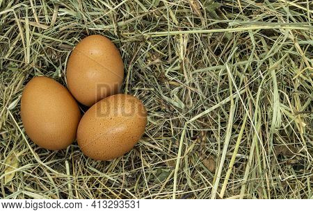 Eggs On Grass Texture Close Up Copy Space
