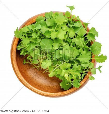Kale Microgreens In A Wooden Bowl. Ready To Eat Green Shoots Of Leaf Cabbage, Seedlings And Young Pl