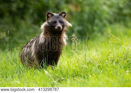 Raccoon Dog Standing On Grassland In Summertime Nature