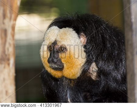 Adult Male Of White-faced Saki In A Zoo Enclosure