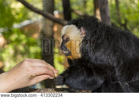 Feeeding A Male Of White-faced Saki In A Zoo Enclosure