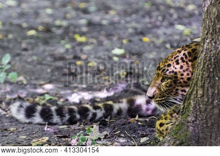 North Chinese Leopard In The Hide Of A Tree