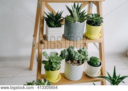Beautiful Succulents In Gray, White And Yellow Pots.