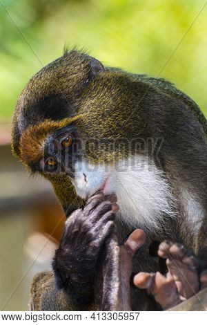 Portrait Of A De Brazza Monkey On Tree Branches